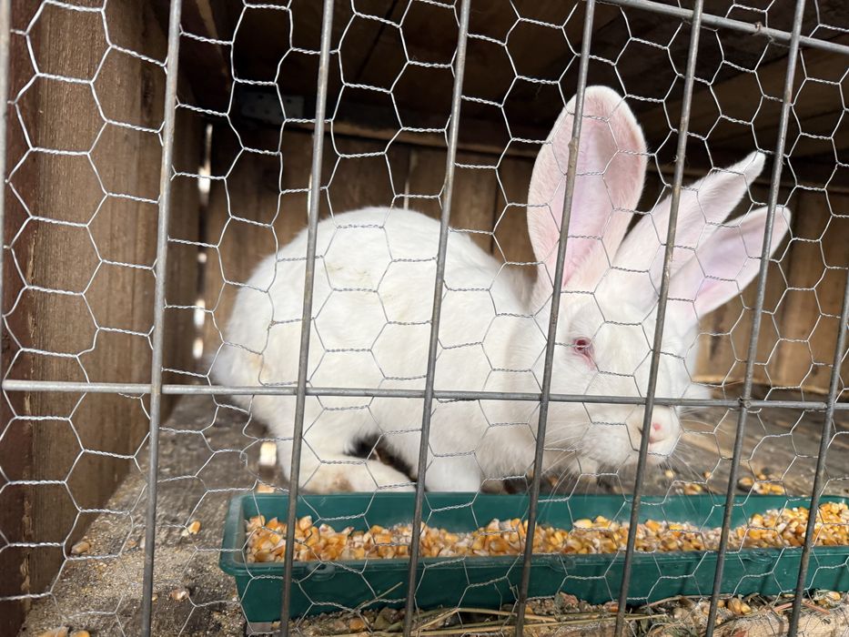 Iepuri de vanzare diferite culori