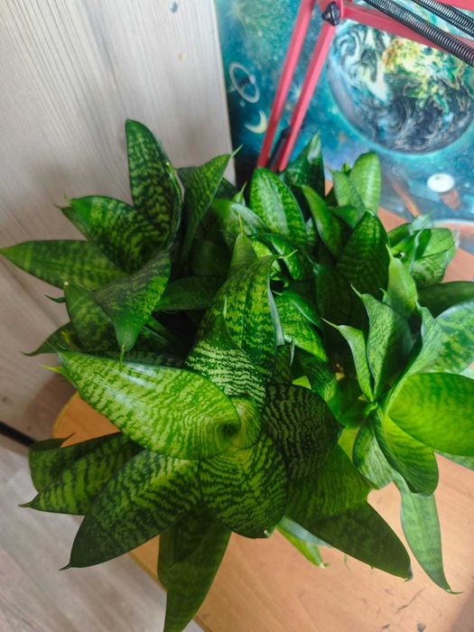 Сансевиерия Хана продам