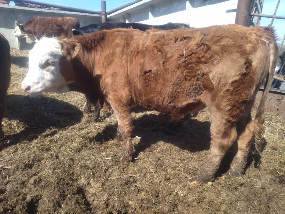 Продам быков ...