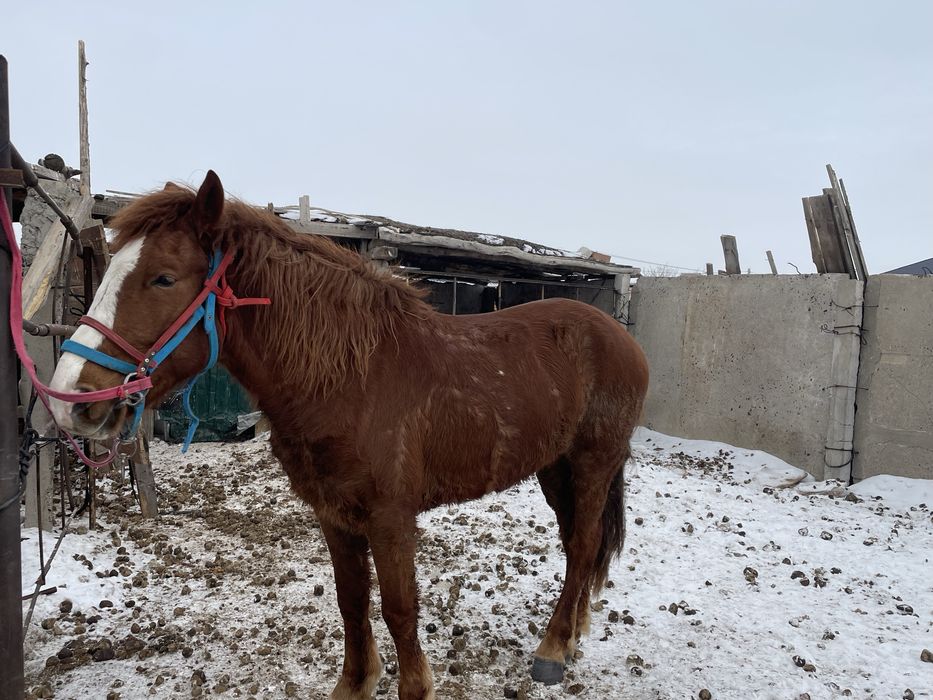 Ат сатылады 5 жасар