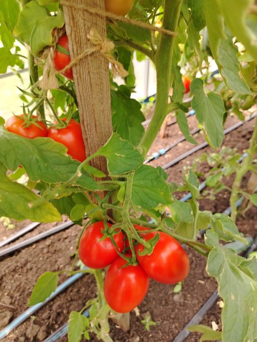 Продам помидоры, огурцы прямо с куста