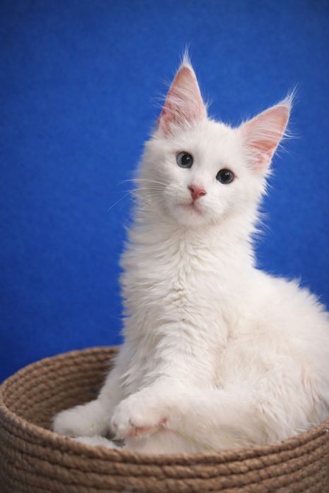 Котята породы Мейн Кун