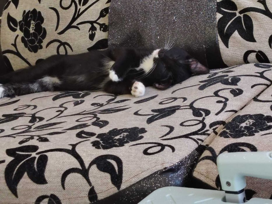 Dau spre adopție motanei