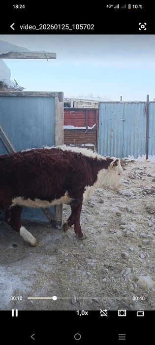 Акбас кашарлар сатылады плем статуспен