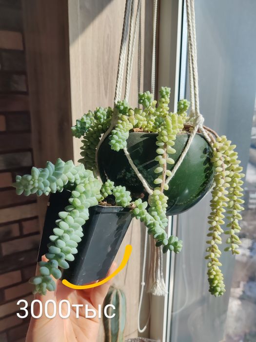 Суккуленты седумы