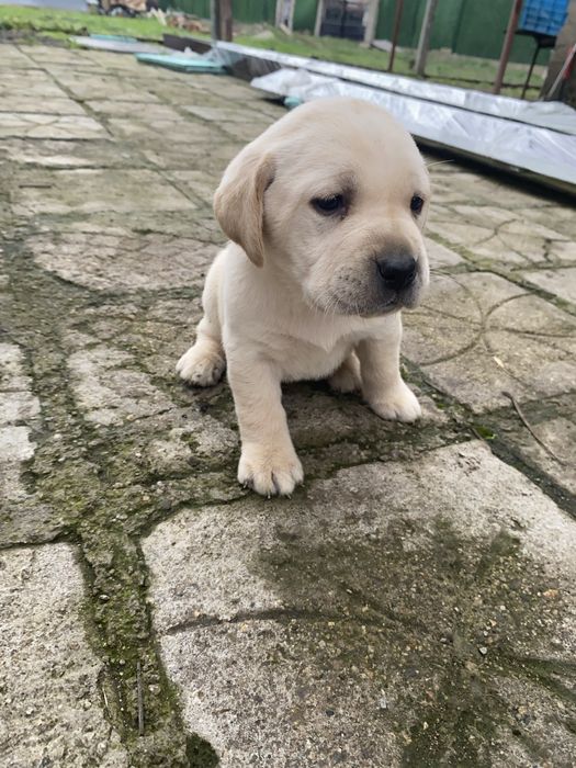 Бебета Лабрадори