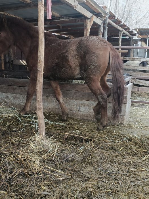 Жылқы сатылады бордақы