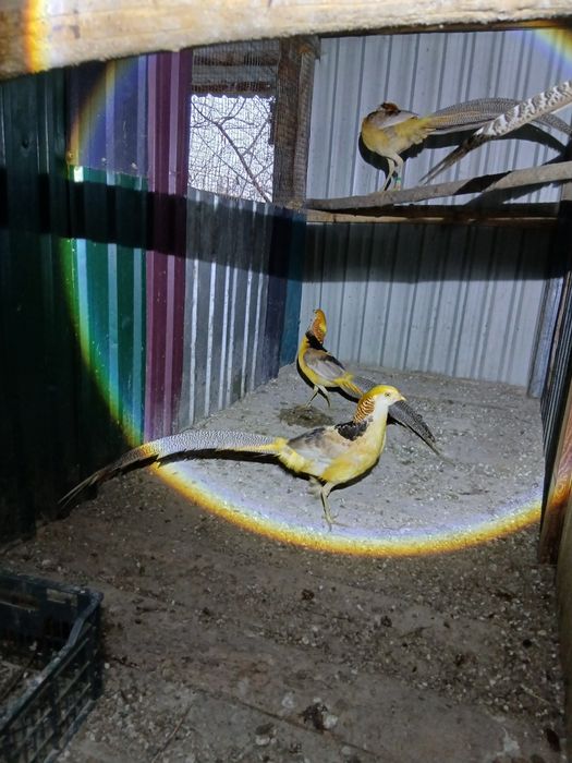 Лимонные фазаны.