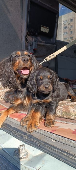 Щенки спаниэль 2 месяца