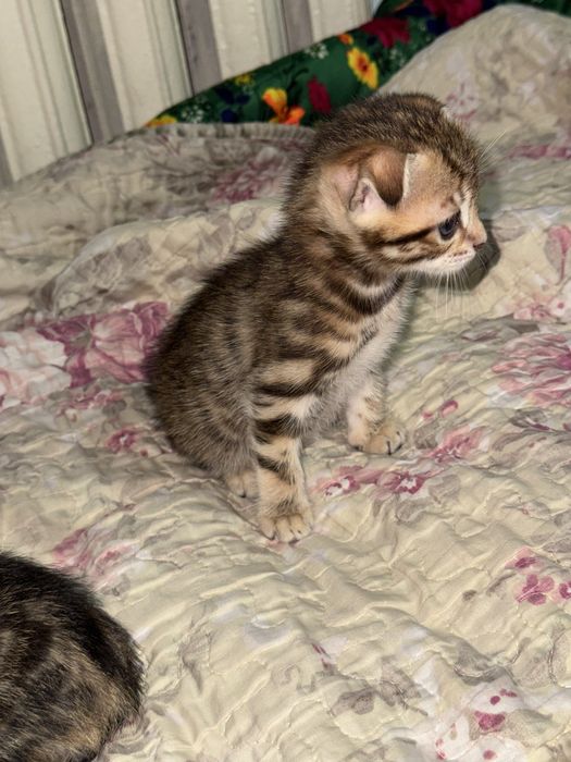 Бенгальская кошка