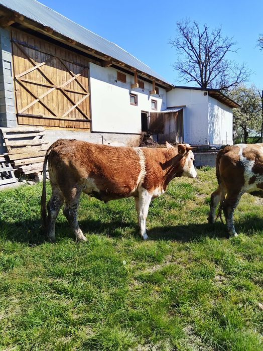 Juninca baltata romaneasca