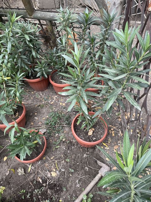 Продам цаеты алиандр