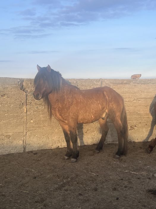 Айғыр  сатылады