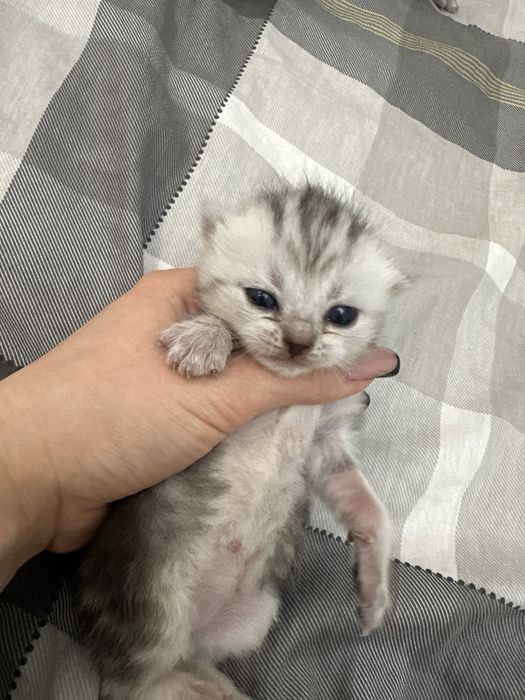 Продам шотландцев