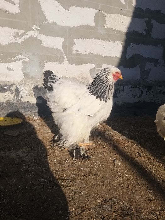 Pui de o zi și ouă de incubat