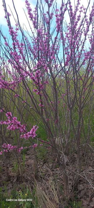 Багрянник гул кучатлари сотилади