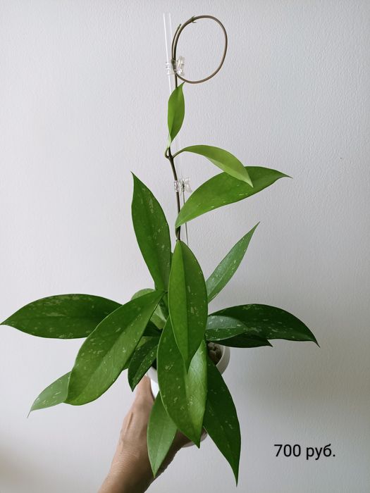 ПРОДАНО Хойя (Hoya publicalyx silver pink)