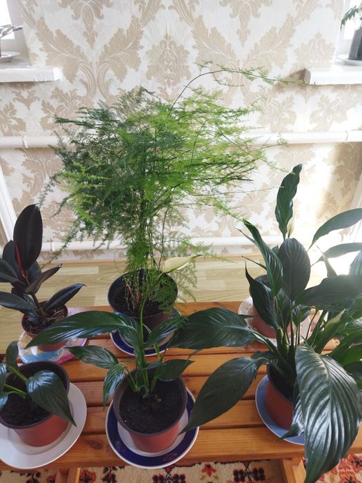 Комнатные цветы продам