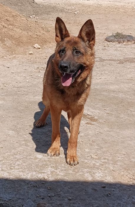 Продаётся кобель немецкой овчарки!