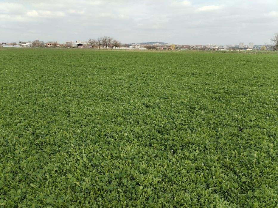 Продавам семе люцерна