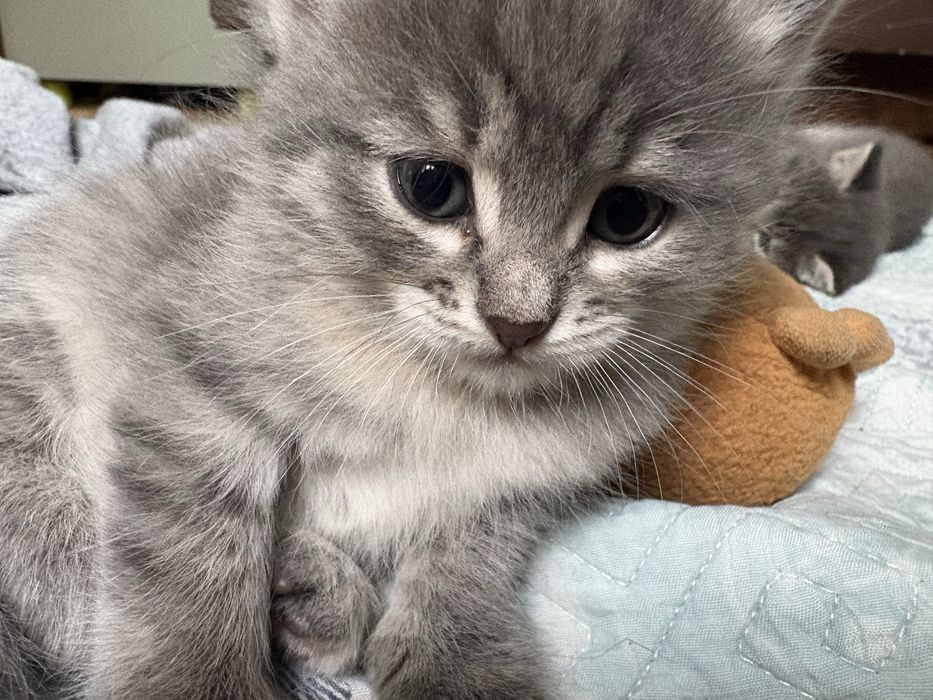 Отдам котят в добрые руки