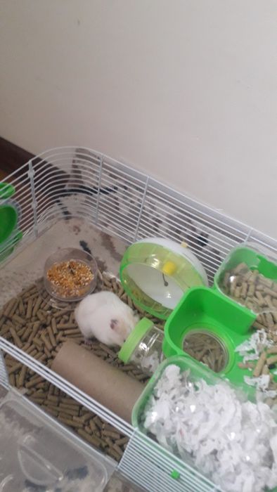 Клетка сотилади Хомяк билан бирга. Хомяк сирийский, угил бола.