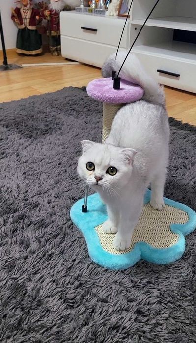 Baiat superb scottish fold cu pedigree