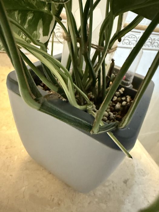 Эпипренум пинантум вайт