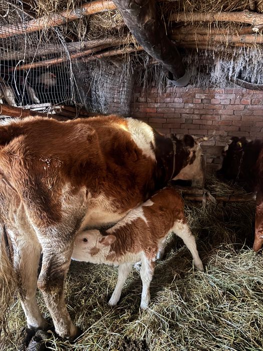 Продам карову с телёнкам