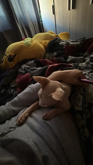 Мъжка котка сфинкс