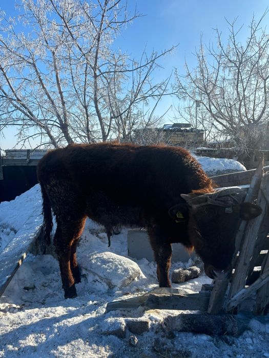 Продаётся бычок 11 мес