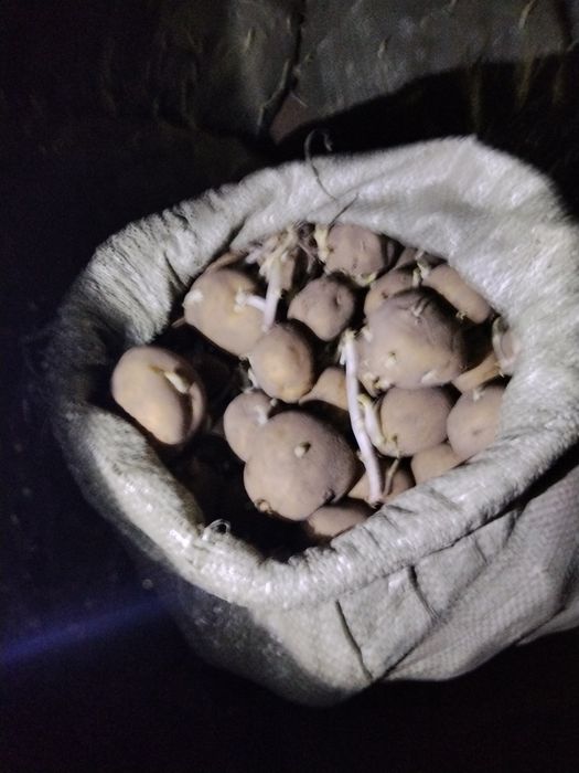 Семеная картошка