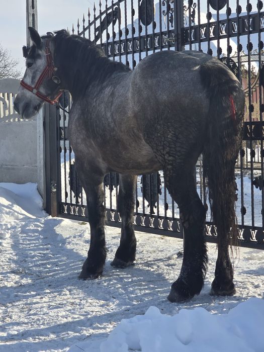 Vând mânză de 3 ani.