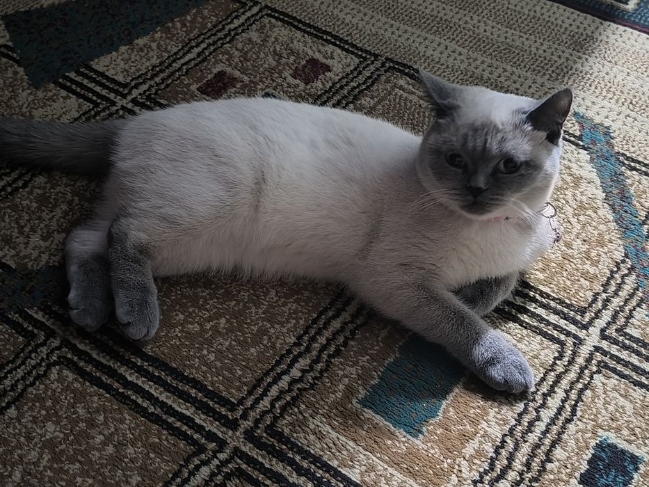 Шотландский скотиш страйт