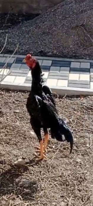 Продаётся цыплята о--шамо