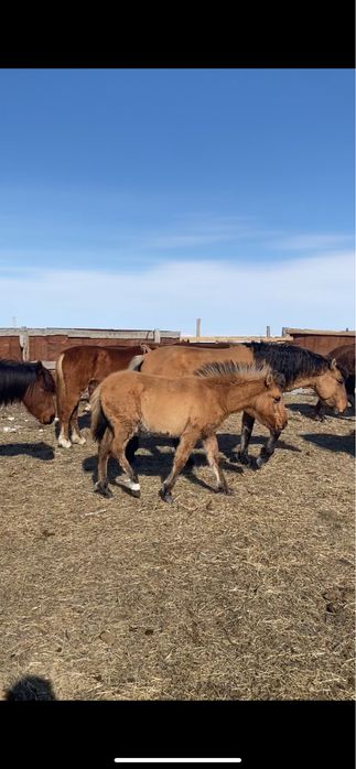 Ұрғашы Жабағылар сатылады 7 бас