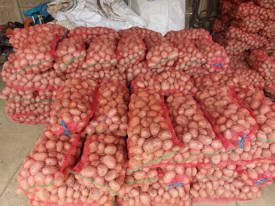 Cartofi roși de consum Belaroza