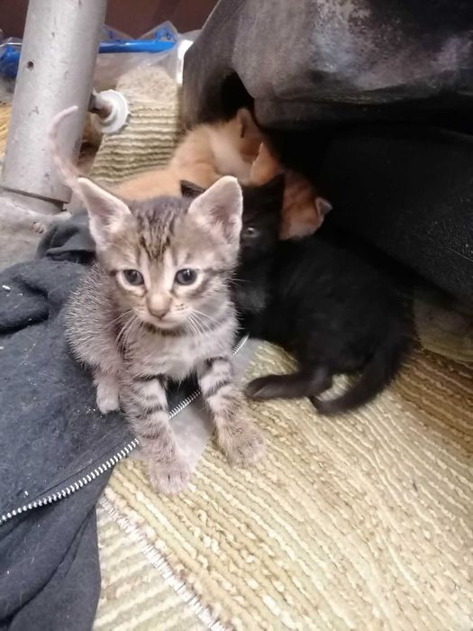 Котенца си търсят дом