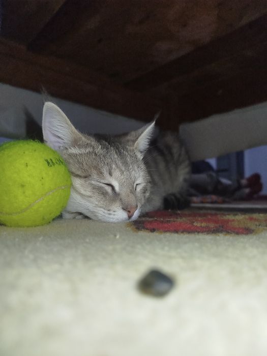 котёнок 7месяцев