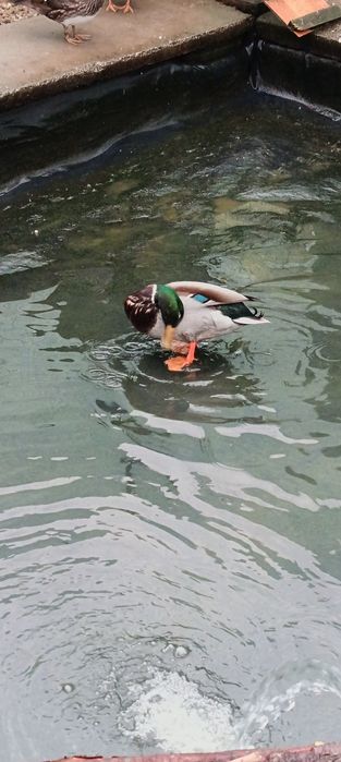 Rate exotice păsări