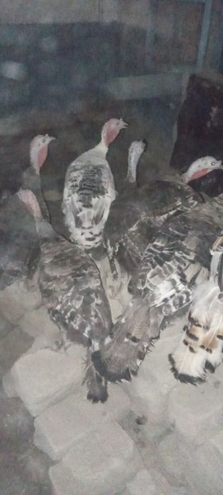 Makiyon kurkalar sotiladi