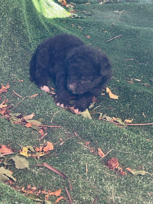 Căței spre adopție