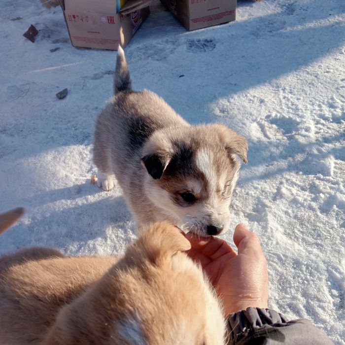 Отдам щенков бесплатно