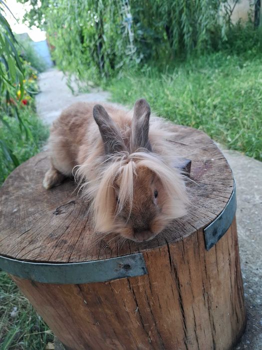 Animale de vanzare