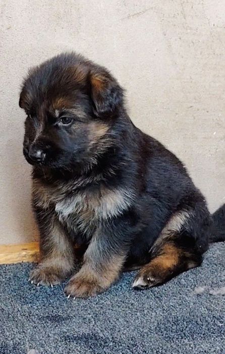 Pui Ciobanesc german