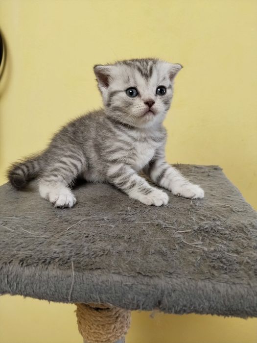 Котята на продажу