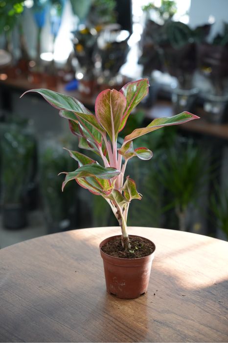 Аглаонема Ред фаир