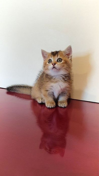 Манчкин девочка 6мес