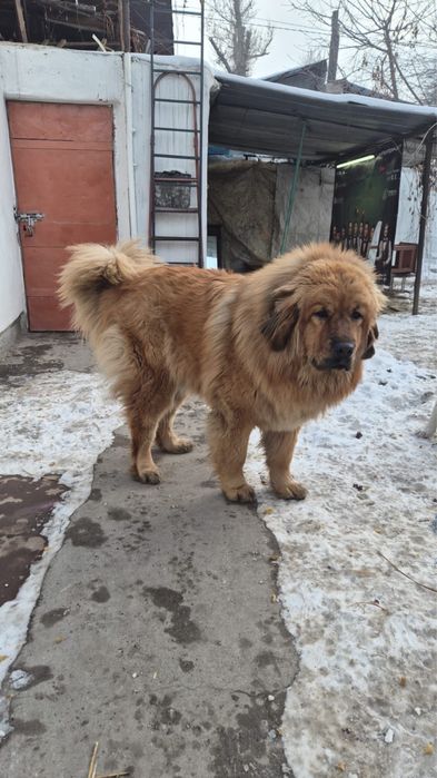 Тибетский Мастиф