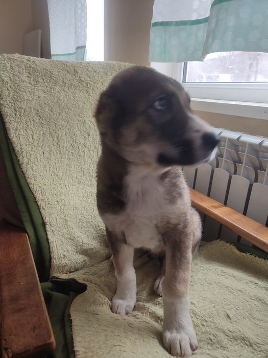 Продаются щенки алабай САО